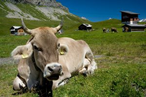 Kuh in Melchsee-Frutt